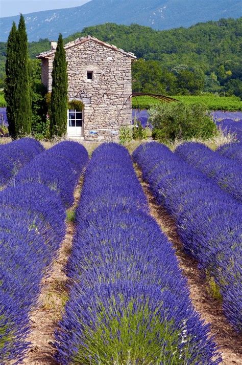 17 Best images about Lavender fields - Provence, France on Pinterest | English, Eyes and Travel