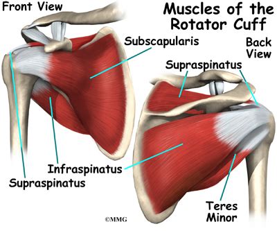 Shoulder Anatomy - eOrthopod.com