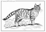 Tabby Cat Coloring Pages sketch template