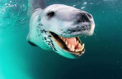 How dangerous is a Leopard seal? What is the most dangerous seal? - Funny Animals