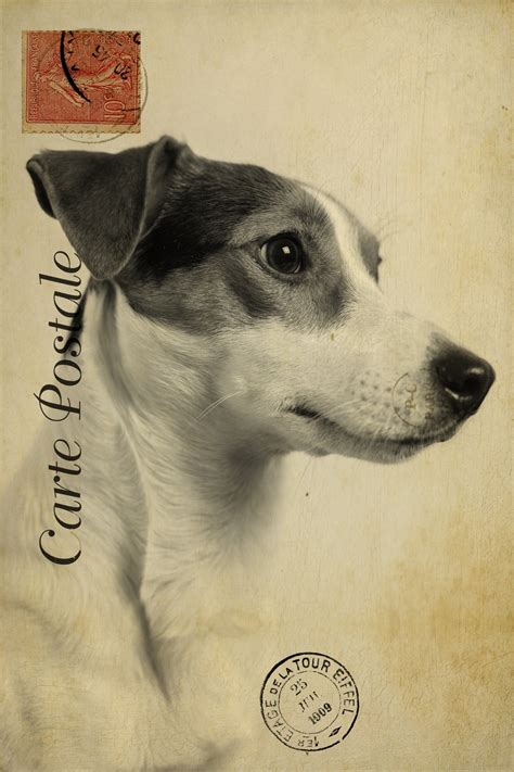 Vintage Dog Postcard Free Stock Photo - Public Domain Pictures