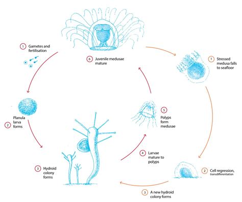 Turritopsis dohrnii - conoscienze e ricerche sulla medusa immortale