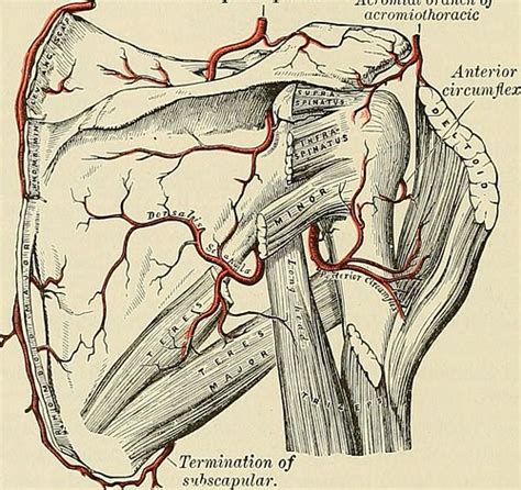 Image from page 625 of "Anatomy, descriptive and applied" … | Flickr