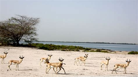 Umm Al Quwain Desert Adventures