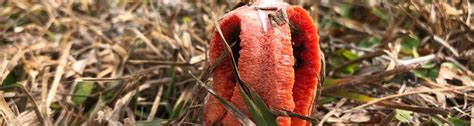 Weekly "What is it?": Stinkhorn fungus - UF/IFAS Extension Escambia County