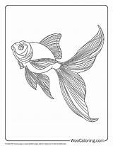 100  Goldfish coloring pages Free PDF To Print Woo Coloring sketch template