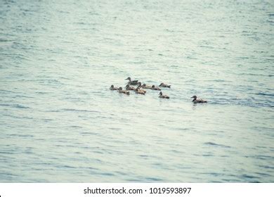 Surf Scoter Swimming Seaside They Large Stock Photo 2232616699 | Shutterstock