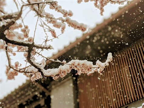 Cherry Blossoms In Nagano - SNOW MONKEY RESORTS