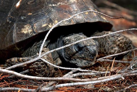 Florida Gopher Tortoise Care Tips, Habit, Breeding | Review 2020