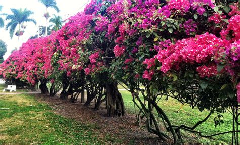 Bougainvillea hedge.These woody climbers have the most beautiful display of blooms during their ...