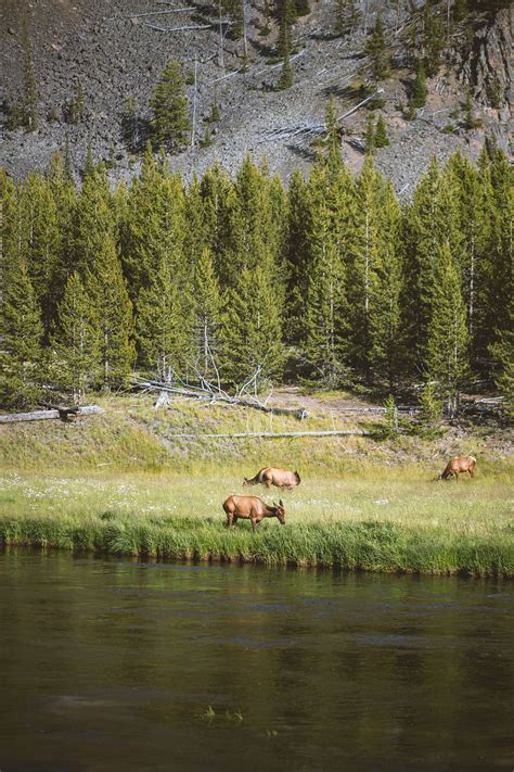 Mastering the language: A look into Elk Vocalizations