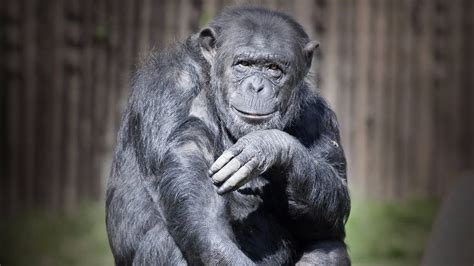 Apes grasp the concept of people being wrong – EEJournal