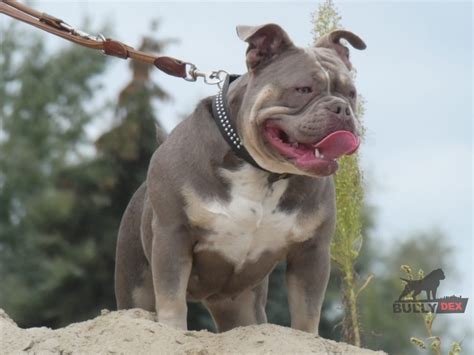 American Bully Puppies Pocket Merle - BullyDEX