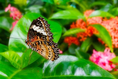 Singapore Changi Airport Butterfly Garden - Photo Tour • Point Me to the Plane