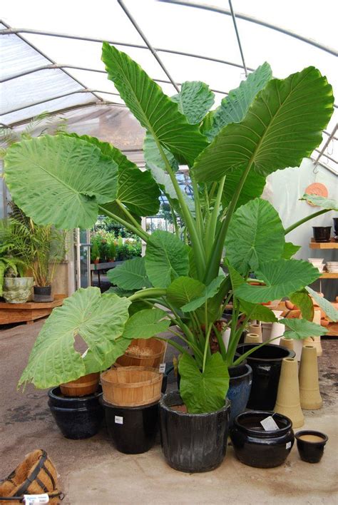 indoor elephant ear plant - Google Search | Big indoor plants, Indoor plants, Live plants