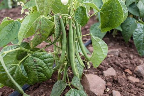 How to Grow Green Beans: Growing Guide - Growfully