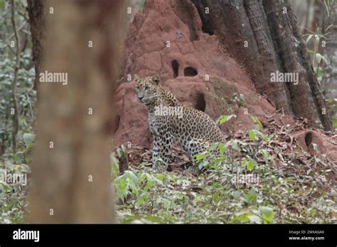 Leopard in Sri Lanka in the Wild. Visit Sri Lanka Stock Photo - Alamy