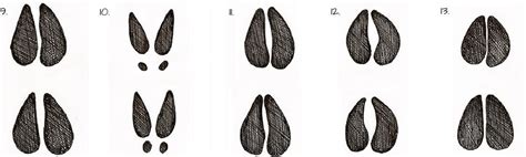 Animal Tracks Identification Guide - Hafaspot