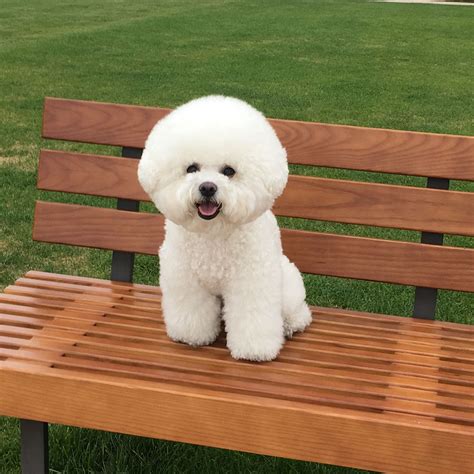 Pin by Sandy Claus on Bichons and animal love | Bichon frise dogs ...