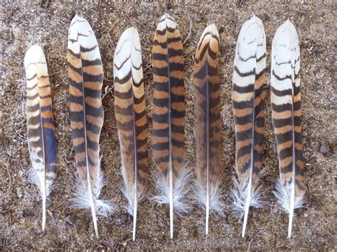 kookaburra feathers by blackshoulderedkite | Feather art, Feather ...