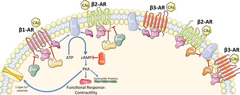 Frontiers | New Insights in Cardiac β-Adrenergic Signaling During Heart Failure and Aging