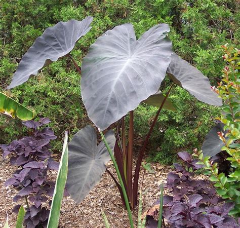 Colocasia Black Magic – Brian's Botanicals