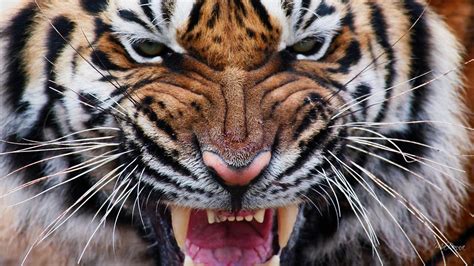 Download Close-up Face Animal Tiger HD Wallpaper by Ma Donna