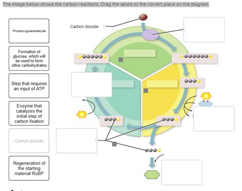 Solved The image below shows the carbon reactions. Drag the | Chegg.com