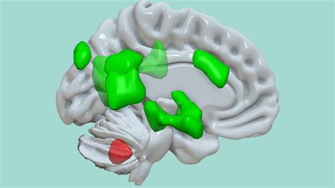 Scientists discovered a new function of the cerebellum