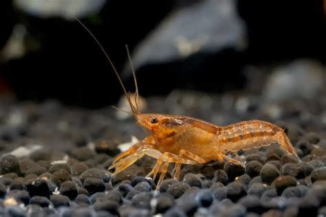 Dwarf Crayfish Care Guide: A Complete Fact Sheet, Breeding, & Behavior