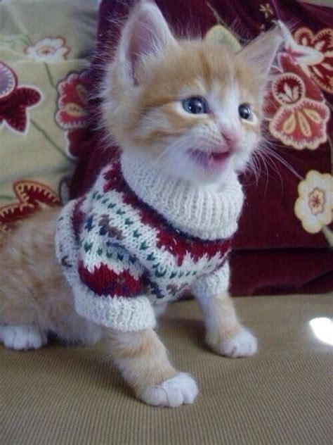 18 Adorable Cats in Sweaters | Cuteness