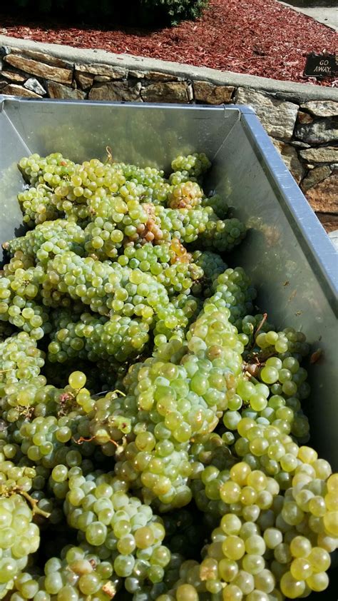 Notes from our Winemaker Frank Renaldi about the Chilean Sauvignon Blanc - Musto Wine Grape ...