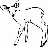 fawn Outline By Molumen Drawings Animal Deer  sketch template