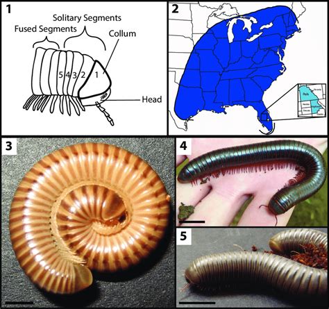 Millipede Labelled Diagram