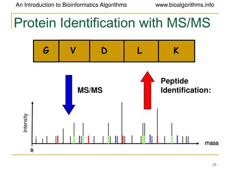 PPT - Protein Sequencing and Identification by Mass Spectrometry ...