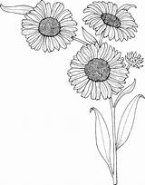 Sunflower Printable Coloring Pages sketch template