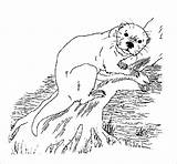 Otter Coloring Pages  ColoringBay sketch template
