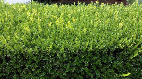 Buxus microphylla japonica - japanese box buy online | Able Nursery