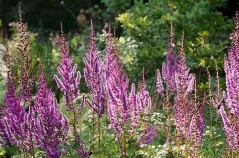 Perennials That Will Thrive in Michigan Gardens