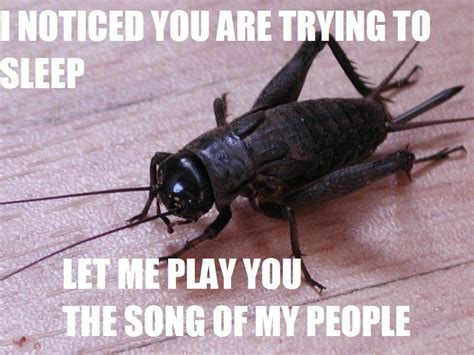 car-memes.com | Crickets funny, Cricket, Animal memes