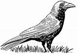 Coloring Pages Crow sketch template