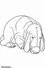 Basset Hound Sleeping coloring Page sketch template