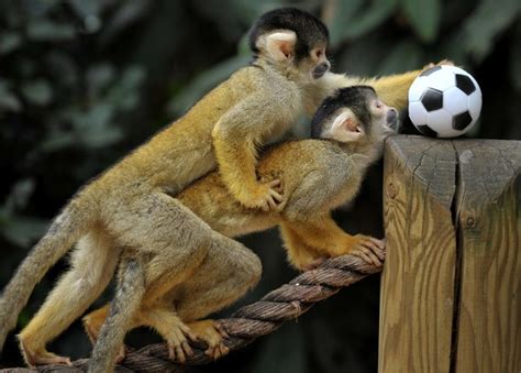 ForAnimalLover: Bolivian squirrel monkeys play with a toy football