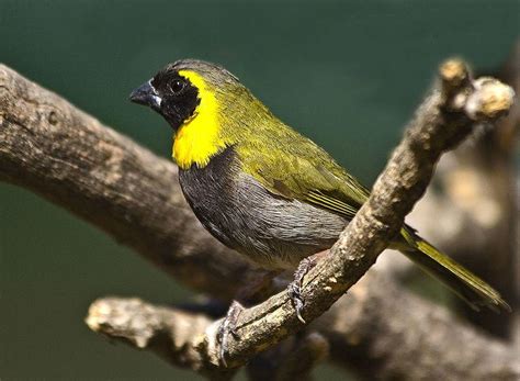 Cuban Melodious Finch – AZ Birds