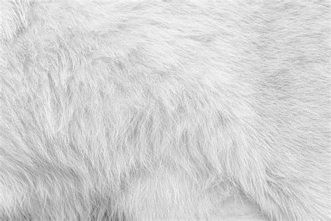 White Gray Cat Fur Texture Abstract , Animal Skin Patterns Background Stock Photo - Image of ...