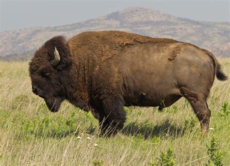 File:Bison bison Wichita Mountain Oklahoma.jpg - Wikimedia Commons