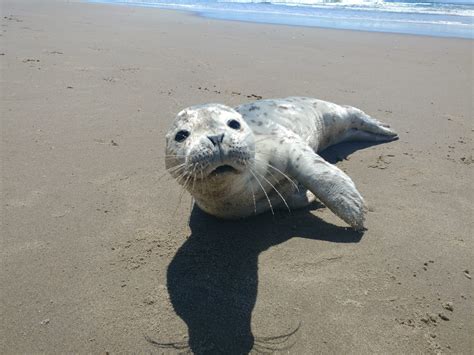 Seaside Aquarium Reminder: It’s Harbor Seal Pupping Season from March to August – Give them ...