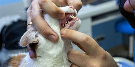 Tooth Resorption in Cats: Causes, Signs, & Remedy - animalonly.com