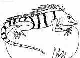 Iguana Coloring Pages Printable sketch template