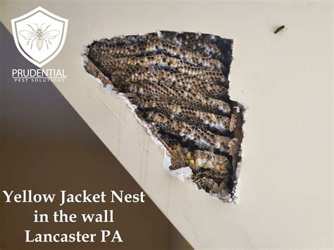 Yellow Jacket Nest in Wall Lancaster PA - Prudential Pest Solutions